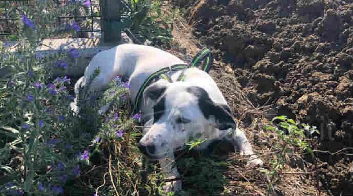 Cane investito da un'auto in via Popilia: si cerca il proprietario, probabilmente &egrave; un turista - 