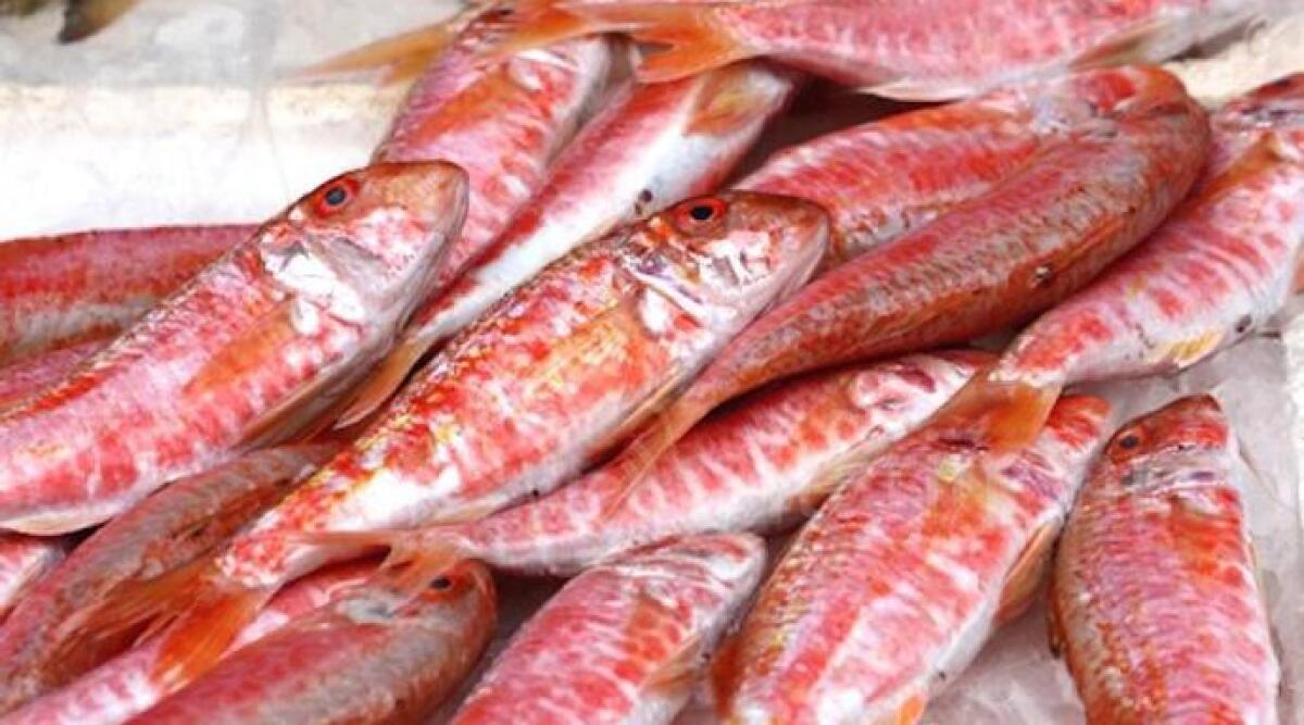 Rimini: marted&igrave; mattina riapre la pesca, il pesce fresco torna sui banchi del Mercato Coperto - 