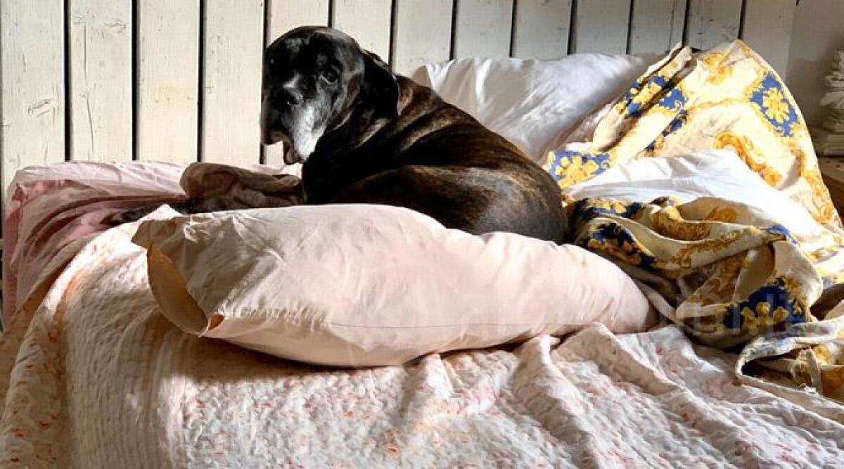 Il cane randagio Tyson ha trovato una nuova casa: dal canile di Rimini alla Toscana - 