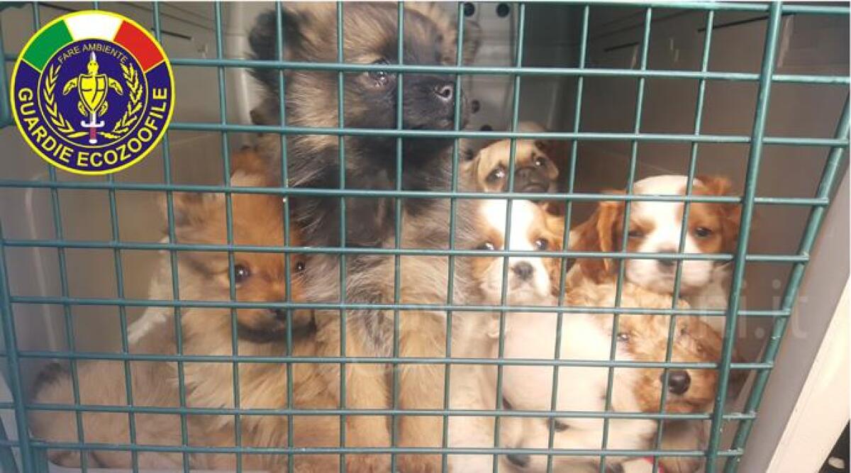 Rimini, sempre pi&ugrave; truffe online sfruttano i cani: ecco come agiscono i malviventi - 