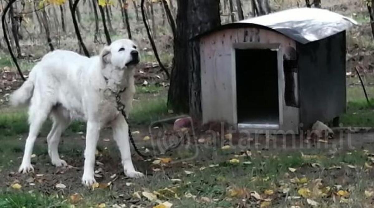 Divieto di uso della catena per i cani, raffica di controlli: le sanzioni possono arrivare a 450 euro -