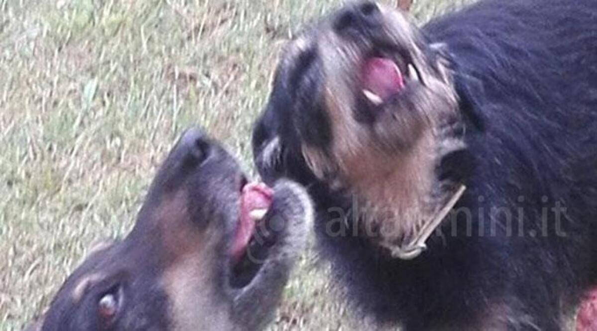 Un calendario per aiutare il rifugio per cani anziani Ulmino - 
