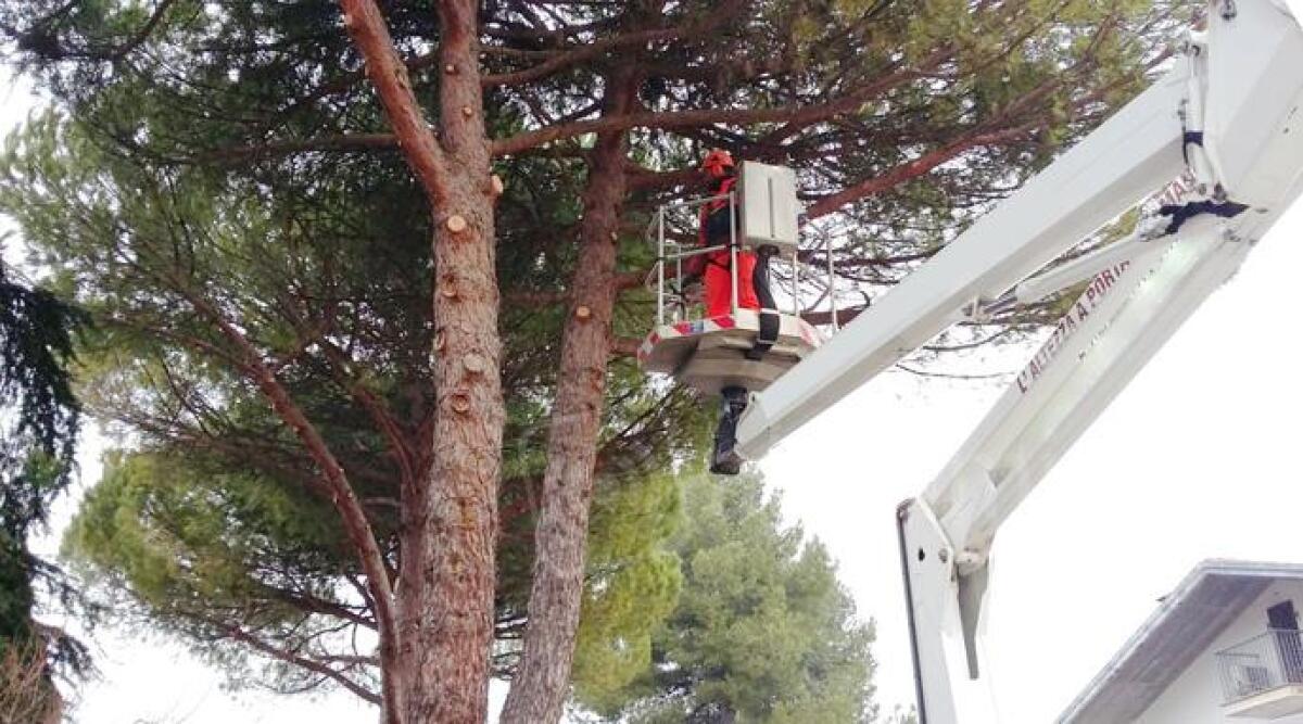 Mille alberi saranno sottoposti a potatura a Misano Adriatico - 