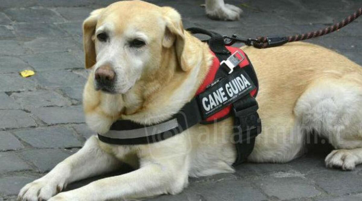 Turista non vedente rifiutato dall'albergo per il cane guida. Comune di Rimini: "verificheremo" - 