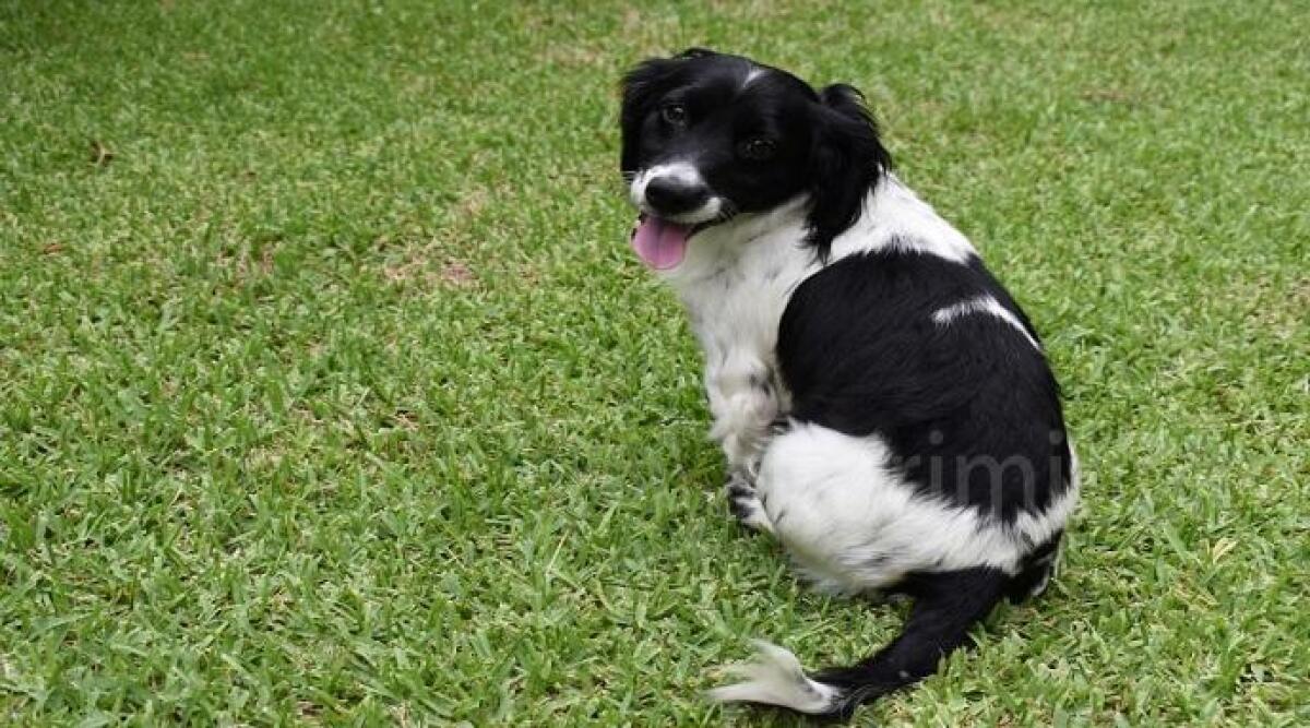 Saludecio, la tragica fine di Shelly, cane di razza uccisa dal suo padrone con il topicida -