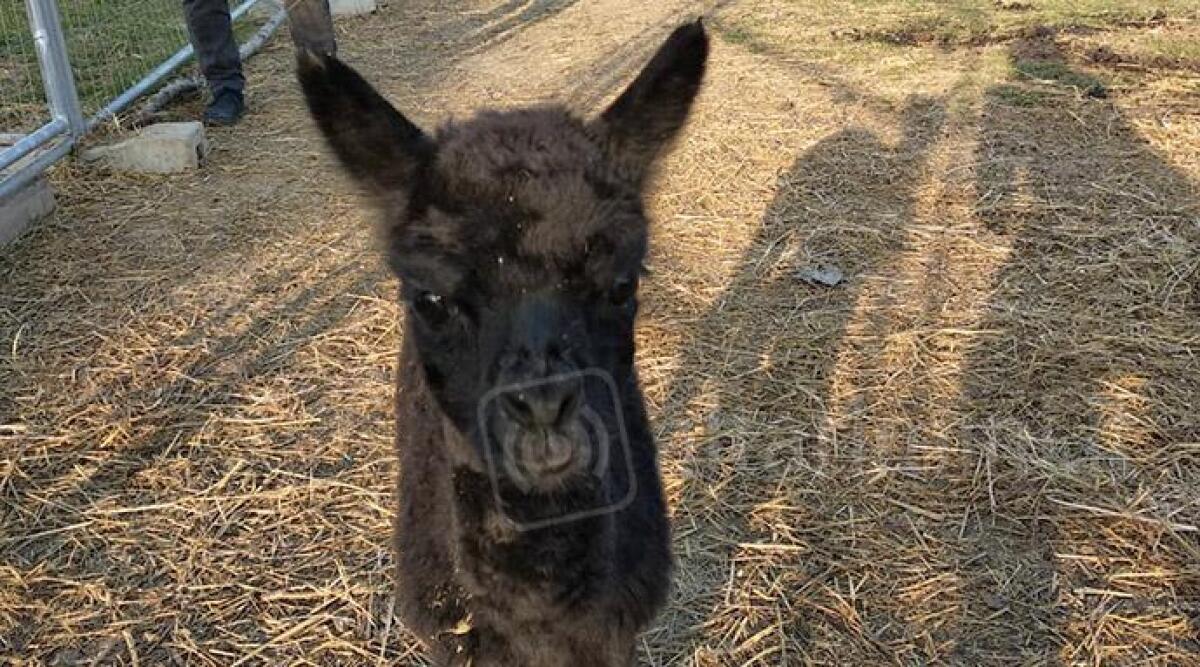 Podere Santa Pazienza, l'unica azienda in provincia di Rimini dove si allevano alpaca e pecore merino -