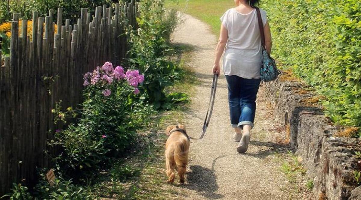 Coronavirus, porta il cane a spasso a 5 km da casa: denunciata 49enne di Santarcangelo -
