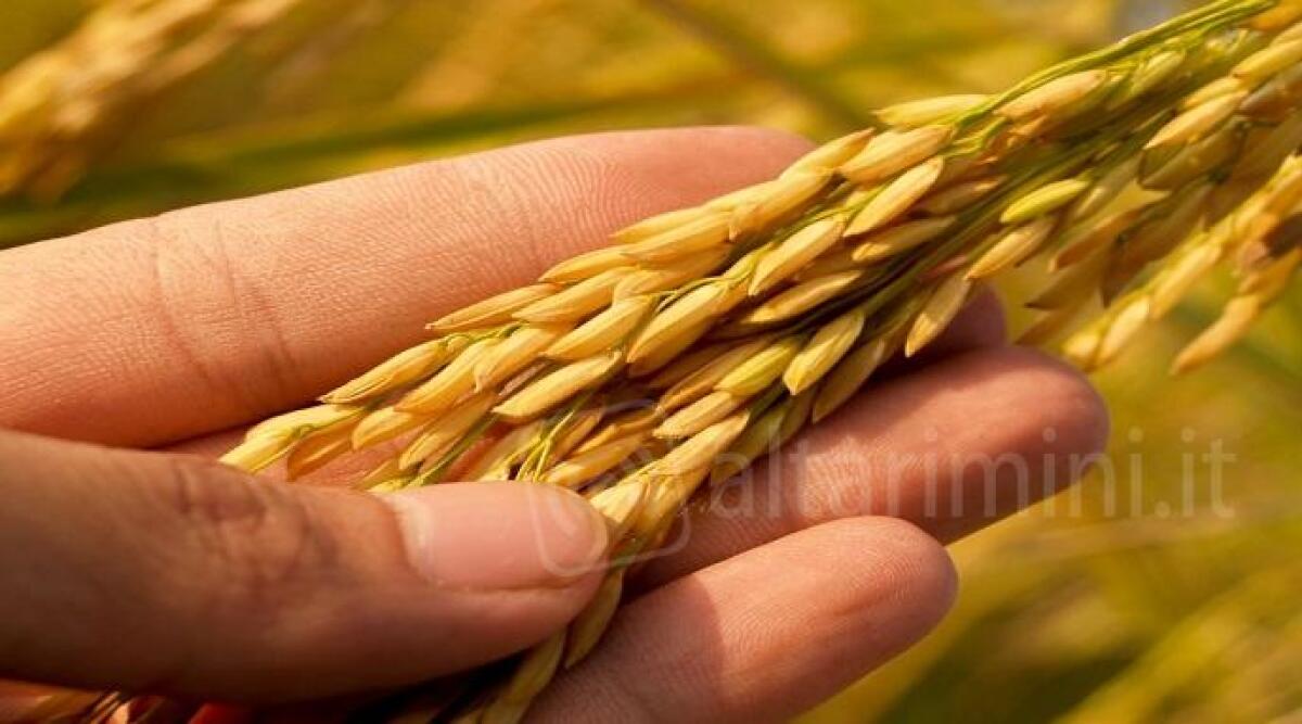 Frutta e verdura a km zero anche on line, "I prodotti dal campo alla tavola" di Cia Romagna -
