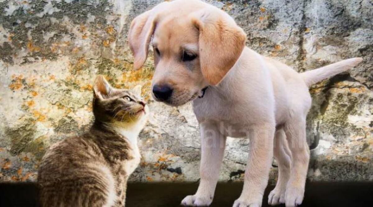 Attivato a Rimini il servizio di "Pet Emergency" a favore degli animali dei senzatetto e per persone sole sottoposte a quarantena - 