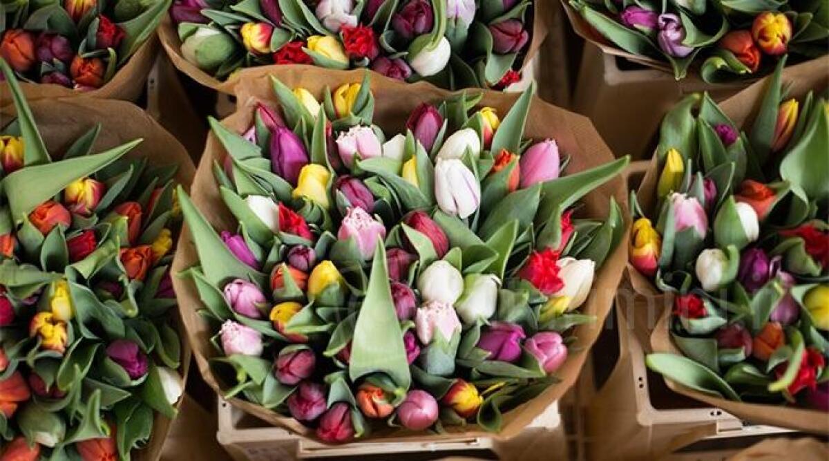 Rimini: tornano i banchi dei fiori al mercato settimanale - 