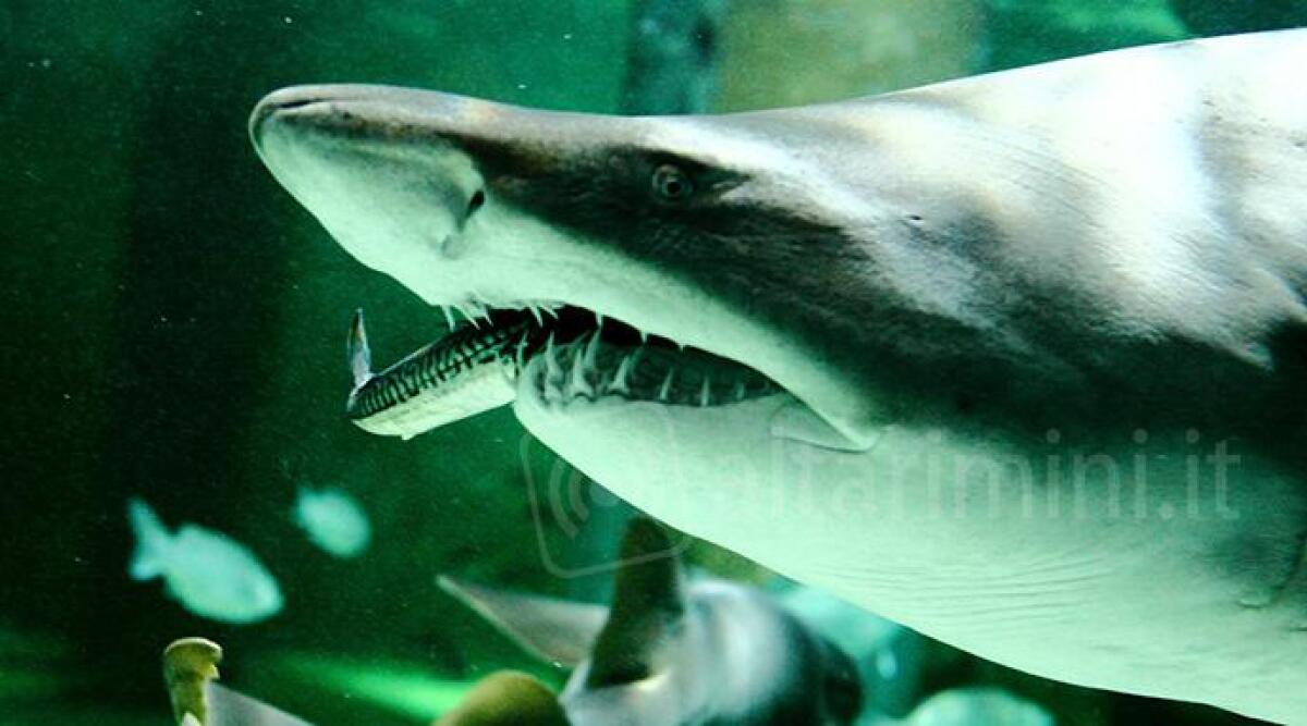 Il 30 maggio riapre l'Acquario di Cattolica: sospese però le visite guidate -