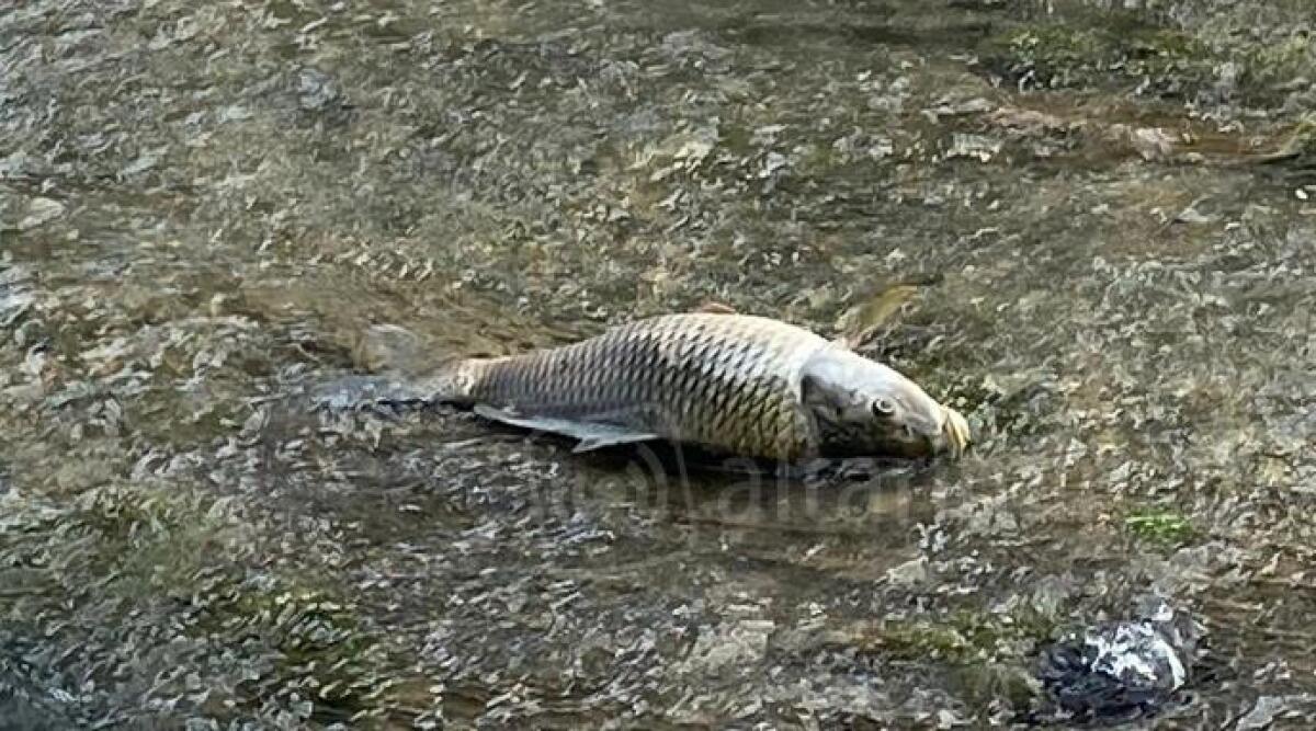 Continuano a morire pesci alla foce del Marecchia: un&rsquo;altra segnalazione - 