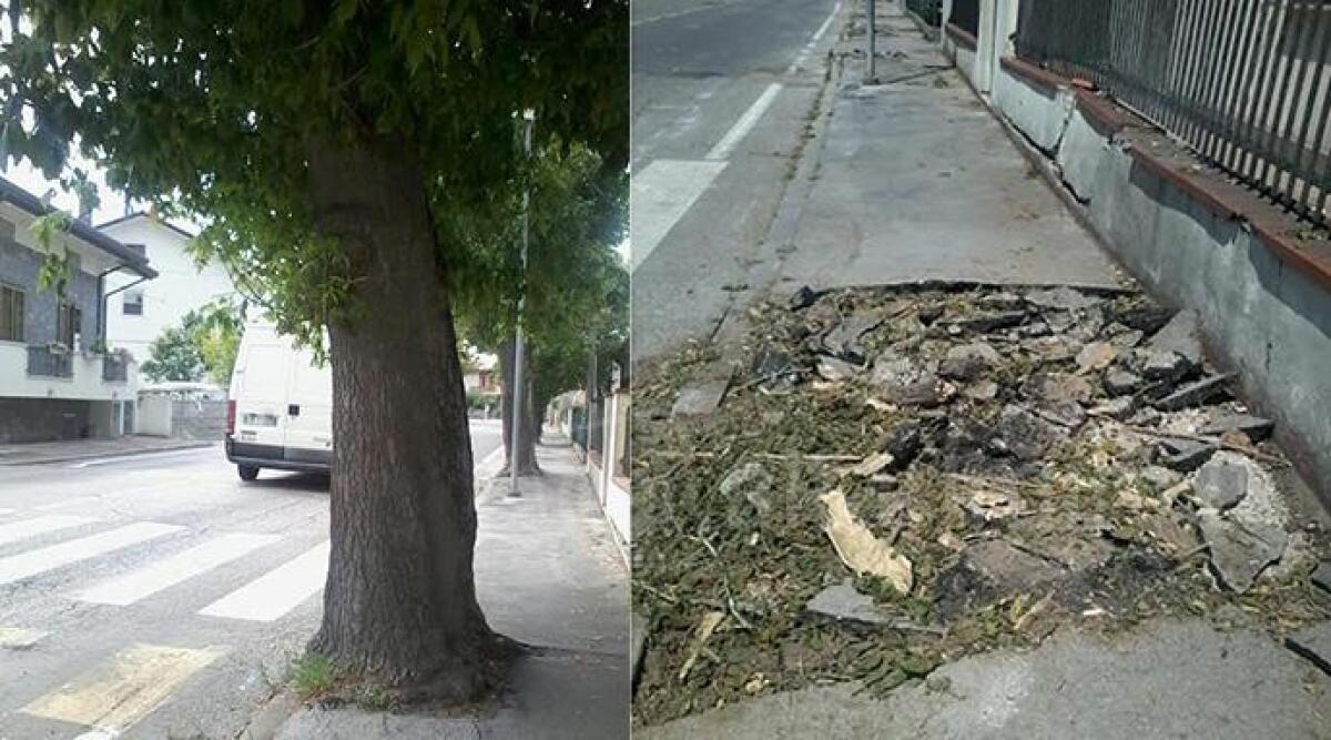 Riccione: alberi tagliati per fare la ciclabile, la rabbia degli ambientalisti - 