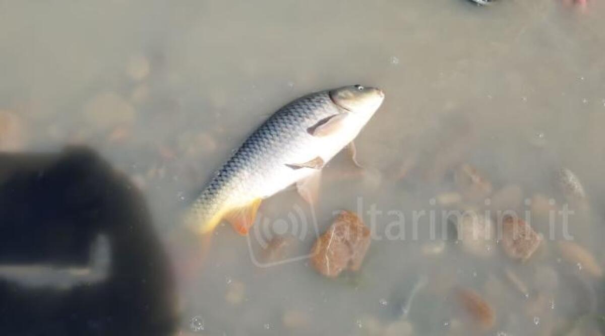 Strana mor&igrave;a di pesci nel fiume Marecchia: la segnalazione - 