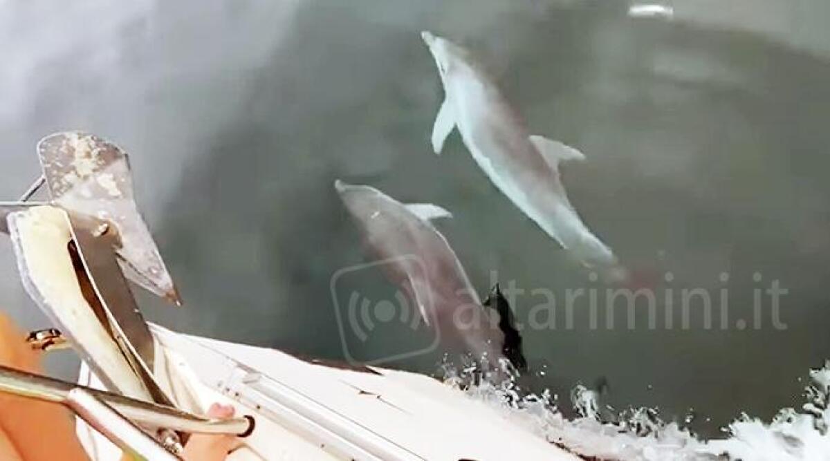 VIDEO Spettacolo Miramare: 15 delfini accompagnano una barca di turisti - 