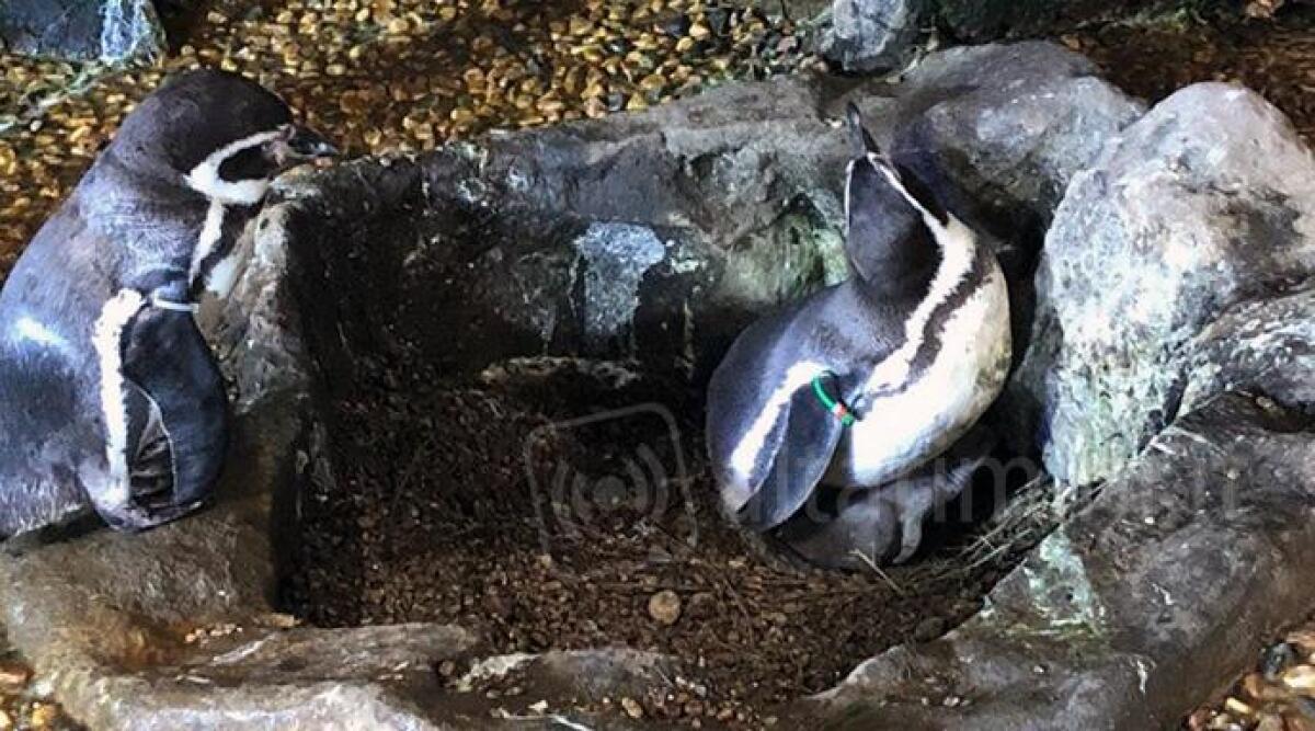 VIDEO All'Acquario di Cattolica è arrivato Pic Nick, nuovo cucciolo di pinguino Humboldt -