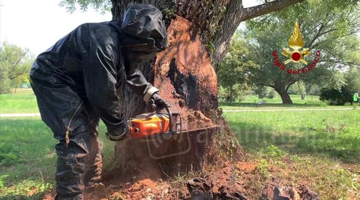 Albero a fuoco al parco XXV aprile a Rimini, dentro un nido di calabroni - 