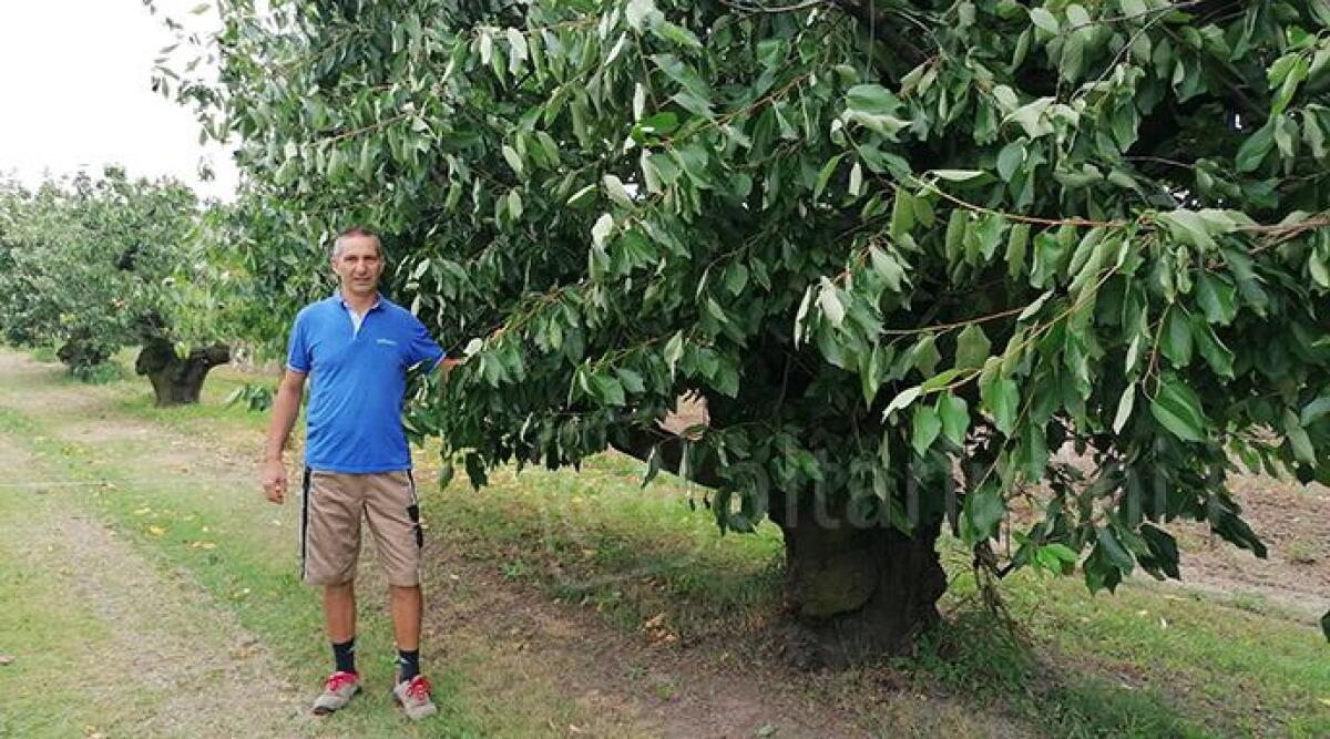 FOTO Passa il metanodotto, Lombi dice addio a oltre 150 tra ciliegi storici, ulivi, viti e peschi -