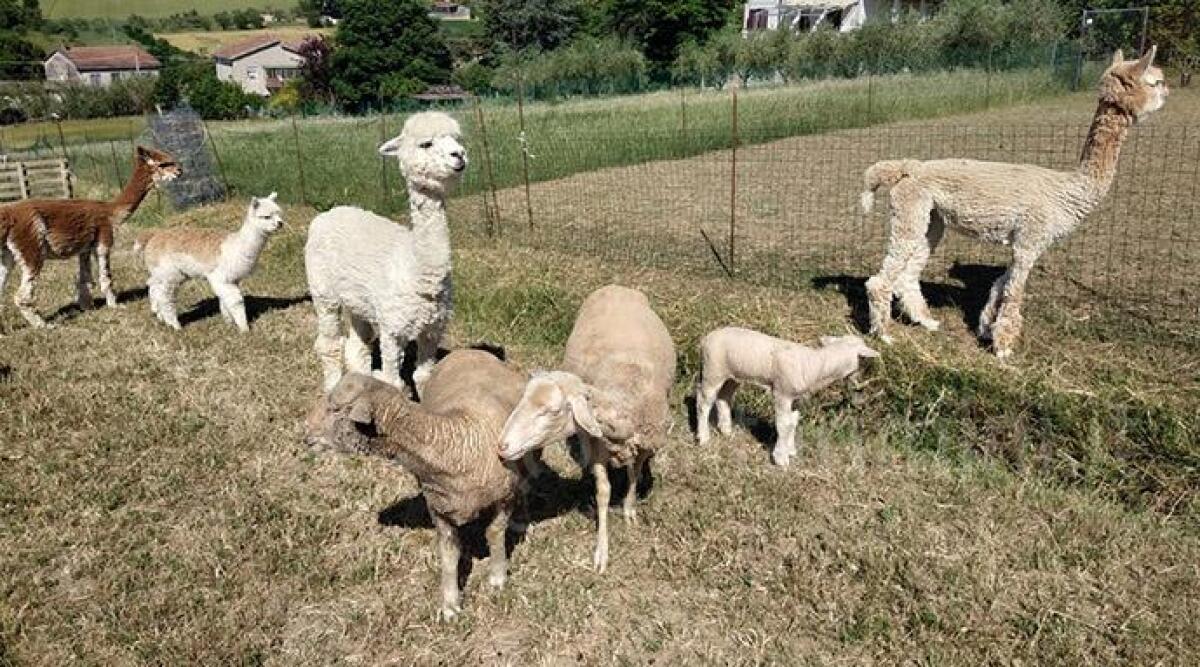 Bambini autistici diventano agricoltori, centro estivo in fattoria con asini e alpaca -