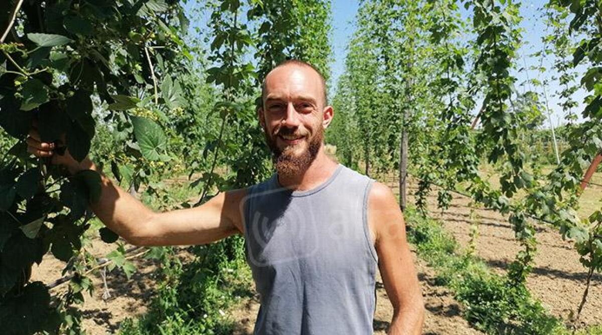 Luppolo e zafferano, ma non solo: alla Poli hops di Corpol&ograve; esperimenti su oltre cento variet&agrave; - 