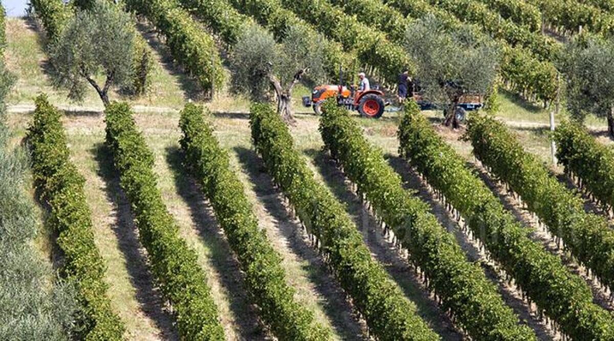 Nasce Gusto Rimini, il portale degli autentici sapori di Romagna - 