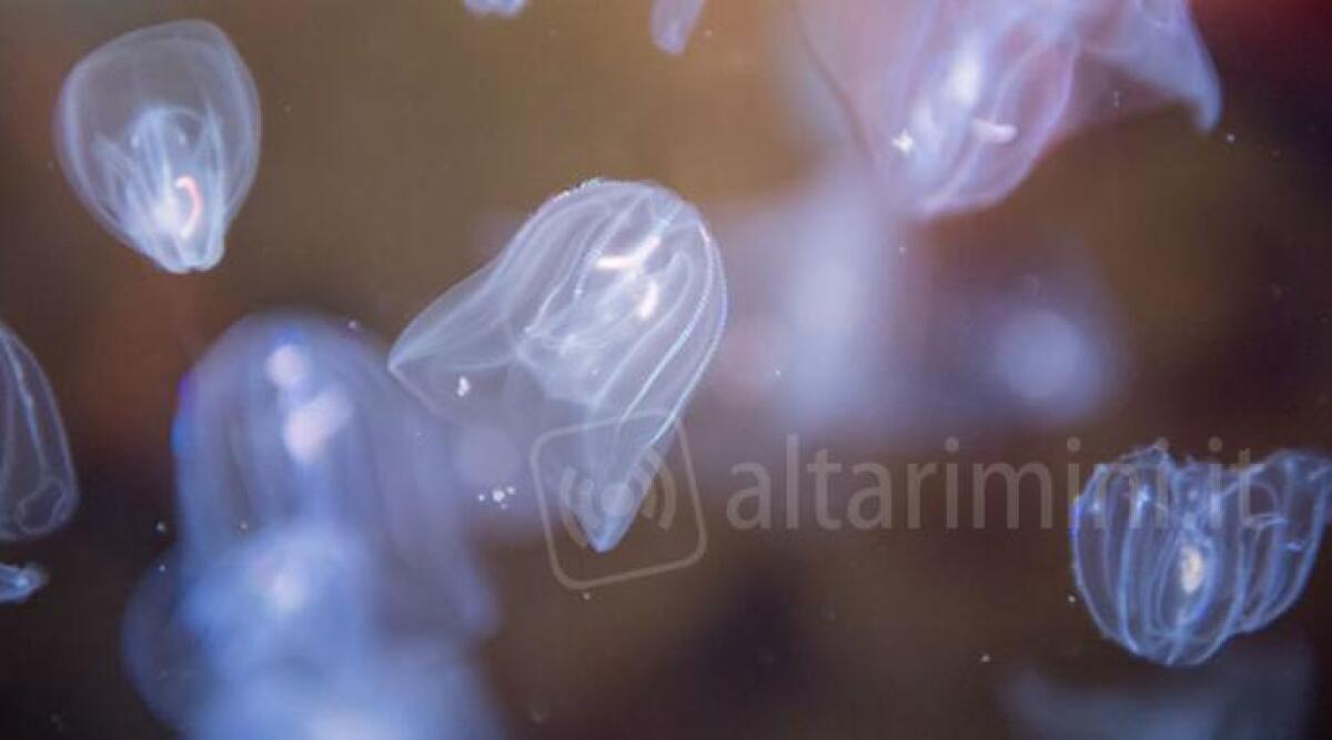 Migliaia di finte meduse hanno invaso la costa di Rimini, sono noci di mare - 