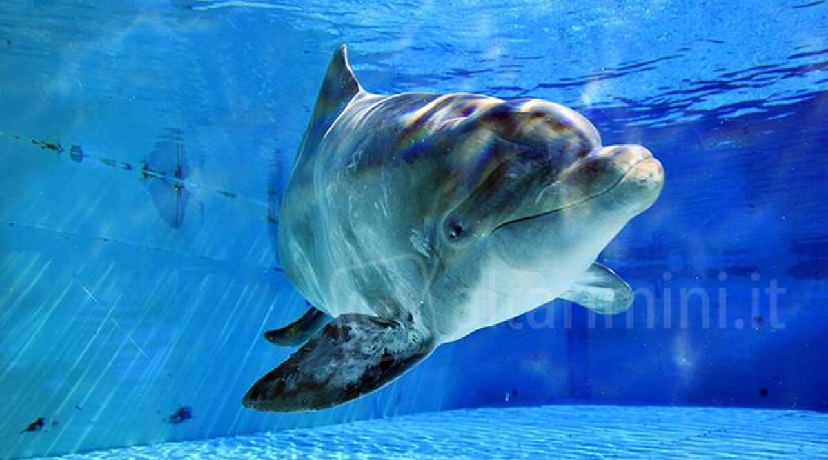 Al parco Oltremare di Riccione &egrave; arrivata la delfina Veera - 