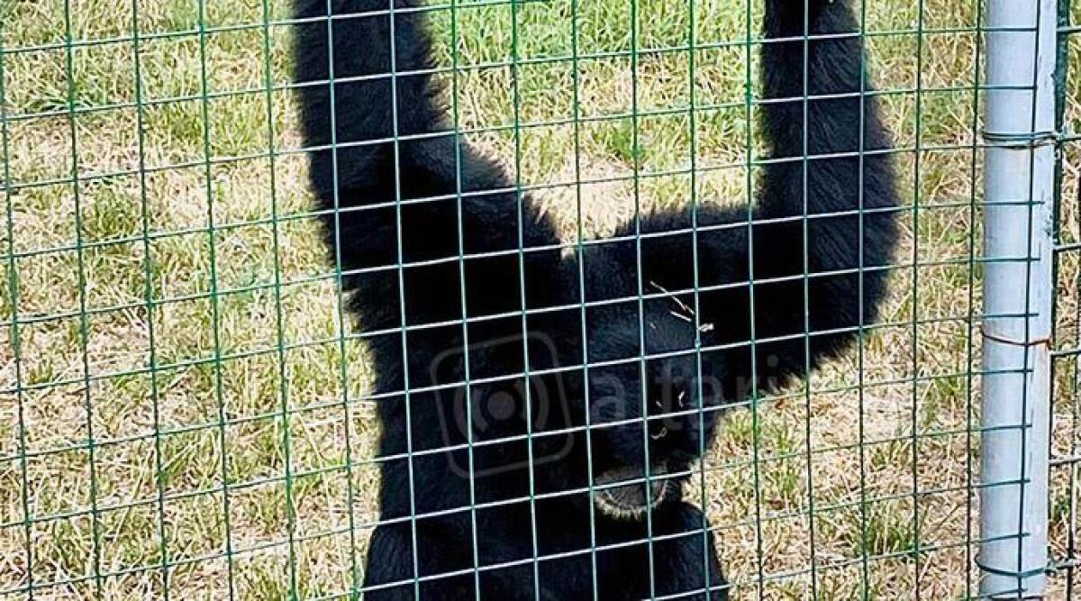 Animali in gabbia non per tutela ma per divertimento, domenica la protesta degli animalisti - 