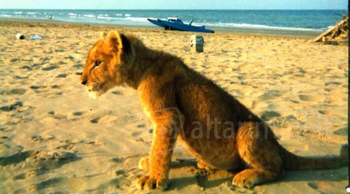Giornata Mondiale del Leone: una foto simbolo scattata a Rimini nel 1989 -