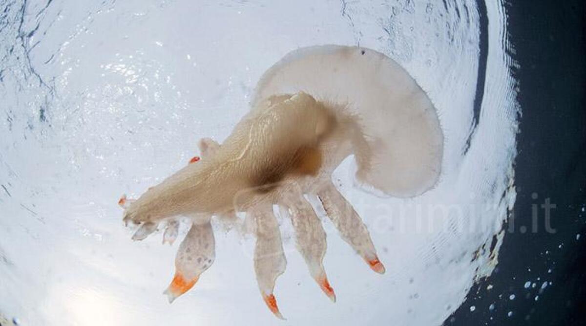 FOTO Rarissimo mollusco scoperto nelle acque di Riccione -