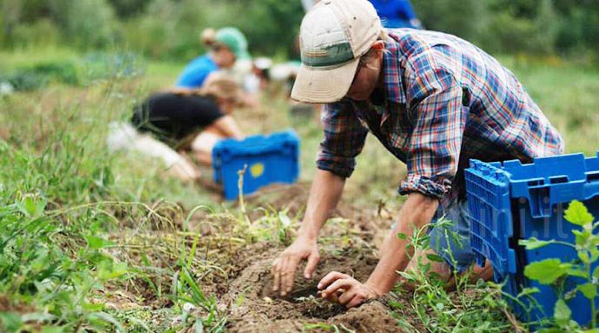 In cinque anni raddoppiate le aziende agricole biologiche nel riminese - 
