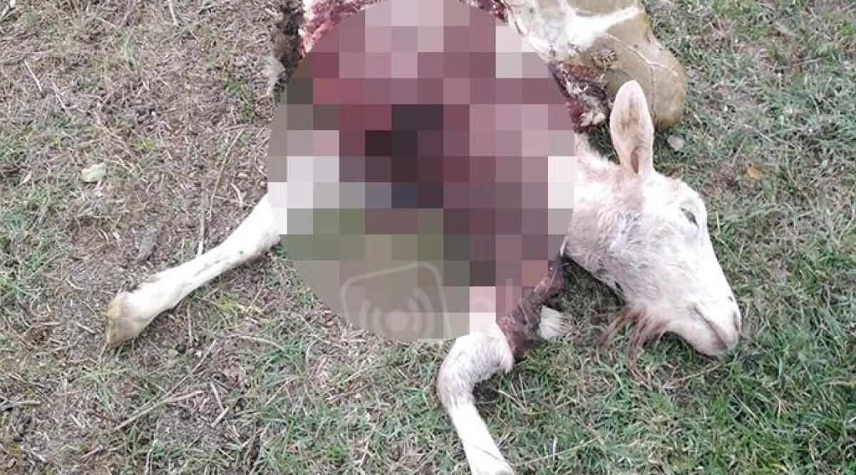 FOTO Nuovo attacco dei lupi: azzannati caprone e pecora a San Leo -