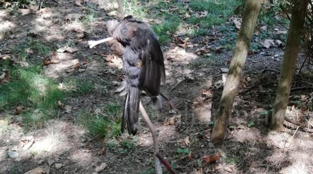 Uccello ucciso e impalato, crudeltà al Parco Cervi di Rimini -