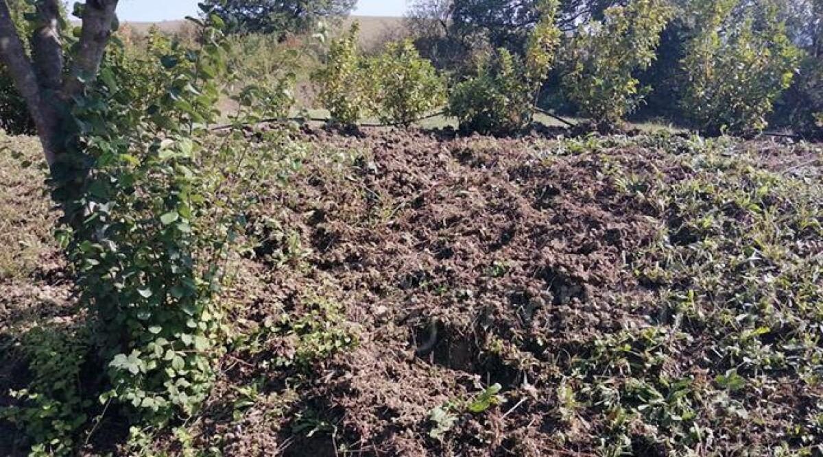 Cinghiali grufolano nei terreni della Locanda San Leone: danni per oltre 10 mila euro -