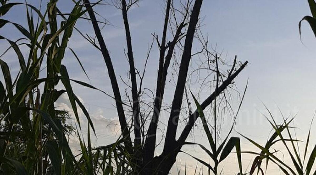 Rimini: "Attenzione al parco Villaggio Primo Maggio: alberi e rami pericolosi" -