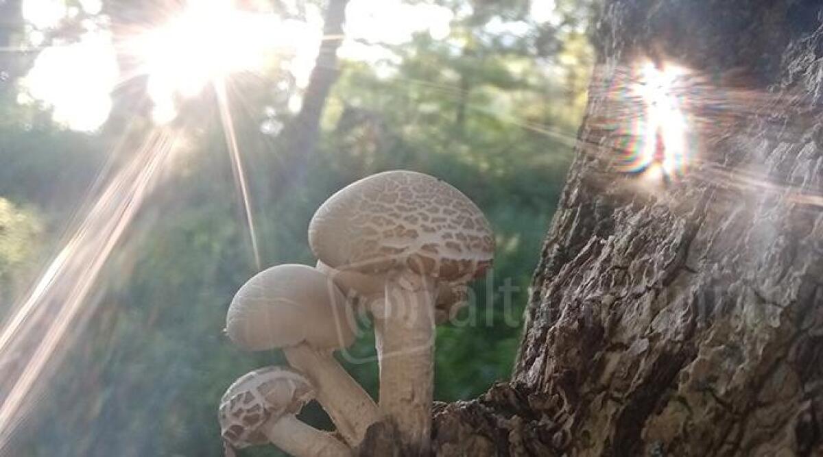 Alla scoperta del Sottobosco e dei suoi funghi in un'escursione nella cerreta del Parco -