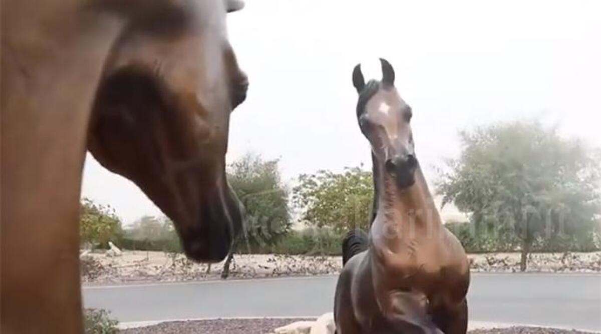 Si apre il campionato italiano dedicato al cavallo arabo: le ricadute sul turismo del territorio - 