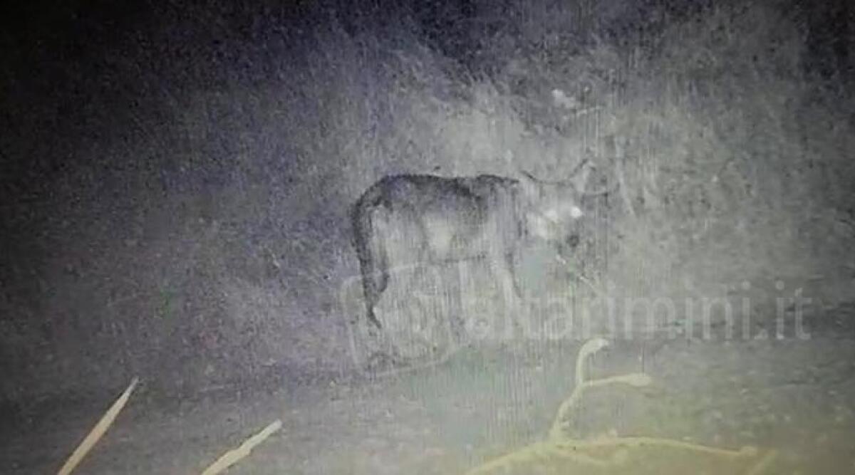 VIDEO Lupo in Valmarecchia, avvistato da una videocamera a duecento metri dalle case -