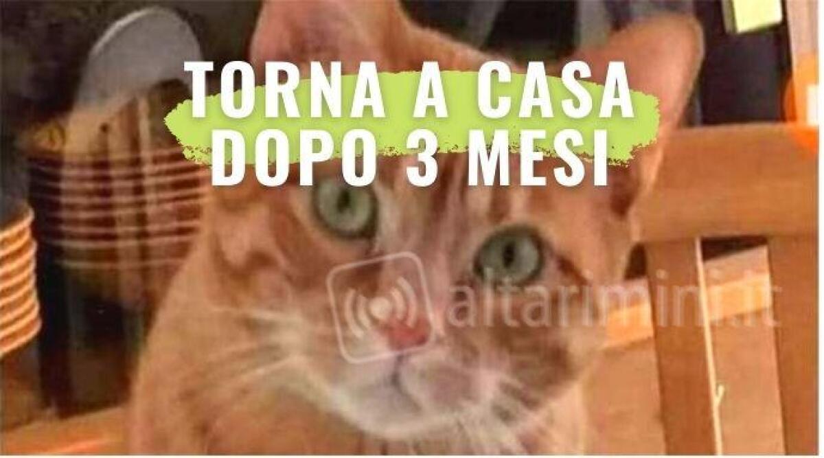 Smarrito a Rimini da oltre tre mesi, il gatto torna a casa a Torino -