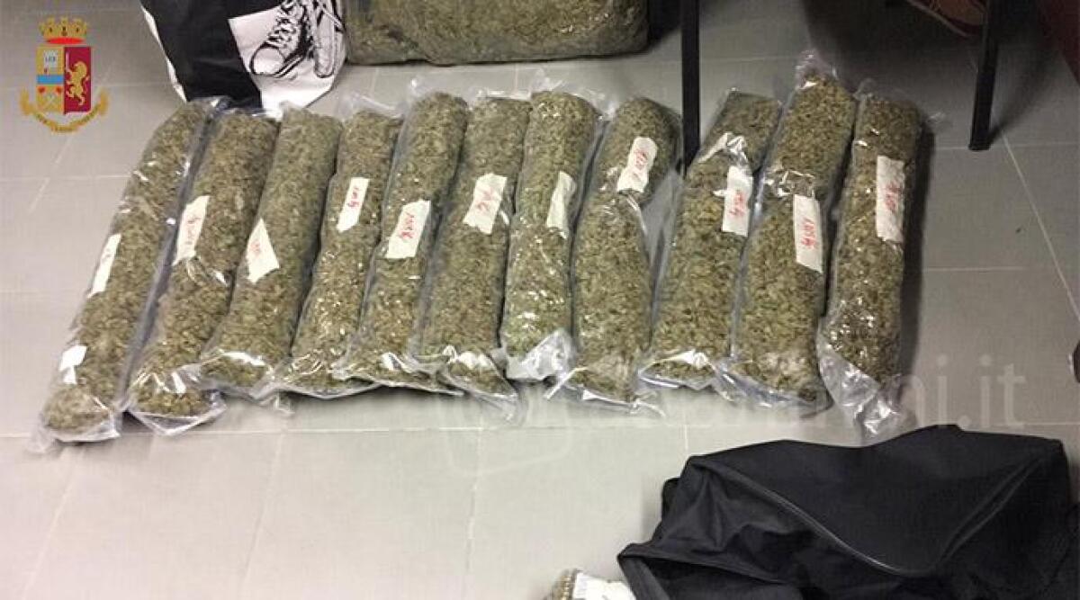 Insospettabile studente universitario trovato con 30 kg di marijuana nel suo appartamento - Marijuana ARCHIVIO