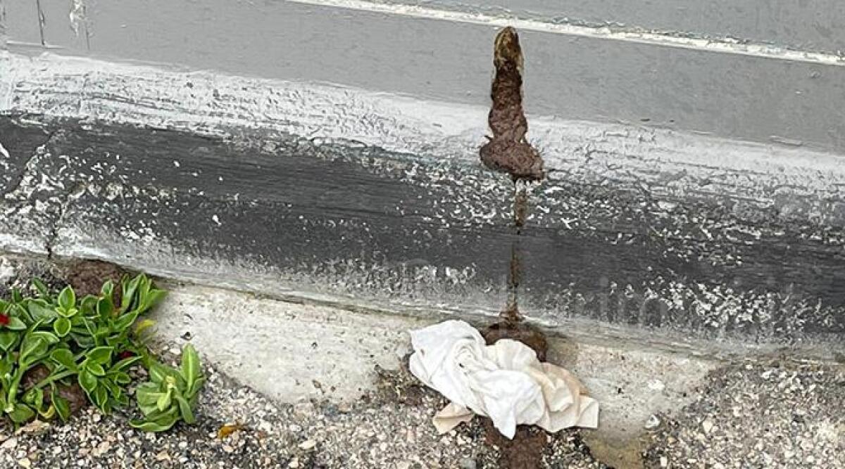 Rimini, l'ex ristorante Dalla Saraghina invaso da escrementi e degrado - 