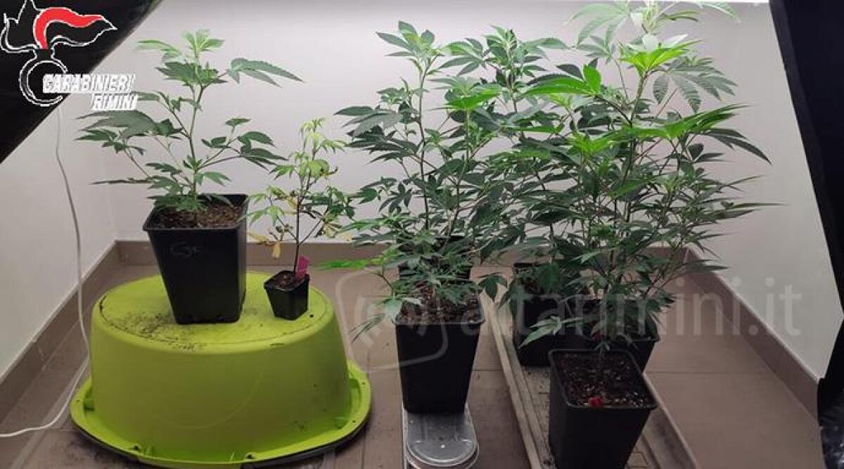 Denunciato un giovane imprenditore riminese: in casa aveva 10 piante di marijuana -
