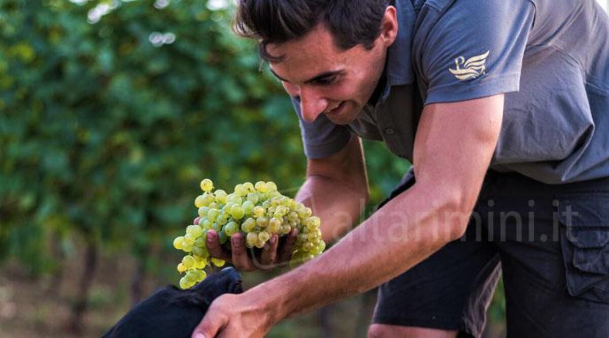 Giacomo Bianchi: il giovane riminese viticoltore che rinnova il sangiovese - 