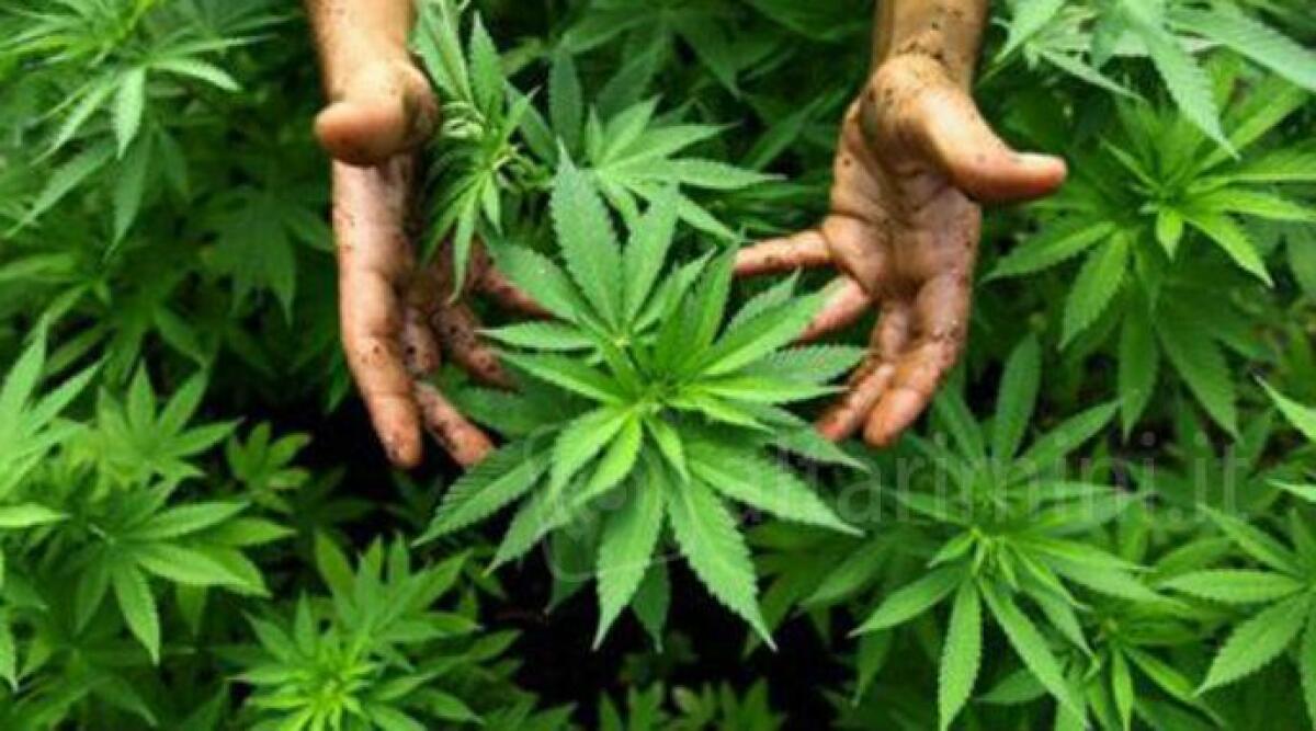 Odore di marijuana fin dalla tromba delle scale: 37enne ai domiciliari finisce nei guai - 