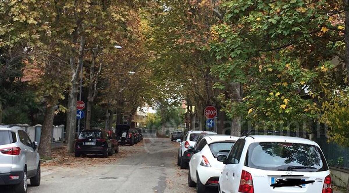 Taglio platani a Riccione, i promotori della petizione alla Tosi "Venga a vedere lo scempio" - 