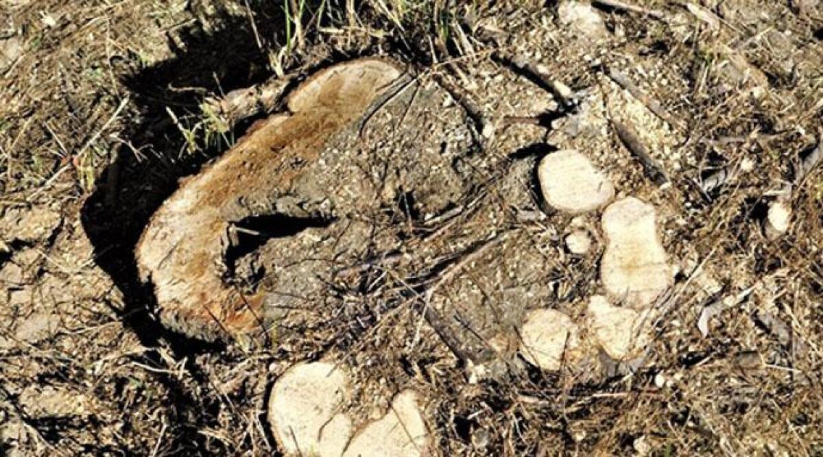 Wwf contro sindaco Tosi: "strage di tamerici all'orto botanico di Riccione" - 