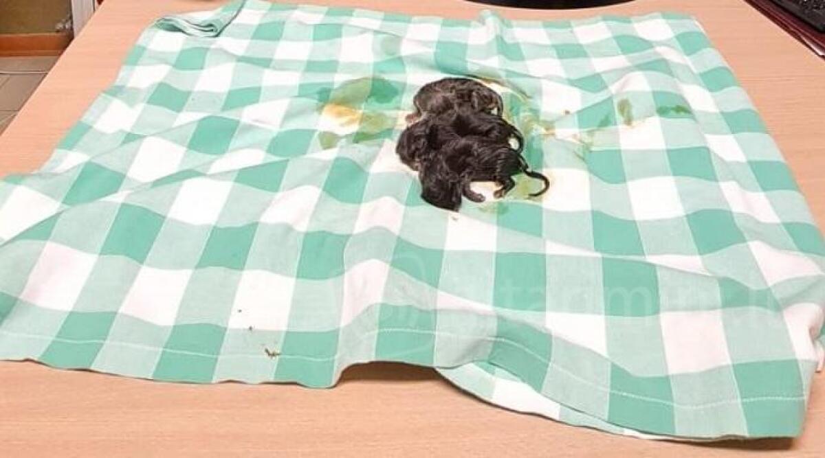 Gettano tre cuccioli di gatto appena nati nella spazzatura, salvati dai Carabinieri -