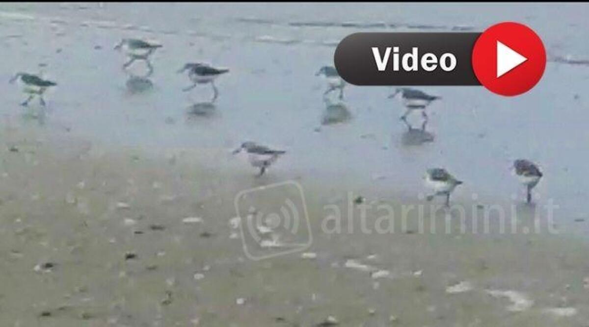 VIDEO Il Fratino torna a fare la sua comparsa sulla spiaggia di Rimini -