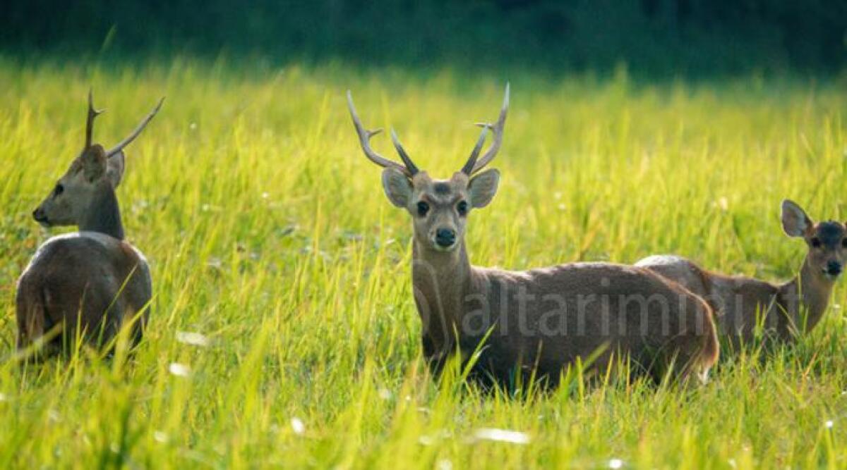 Avvistato branco di cervi in Alta Valmarecchia - 
