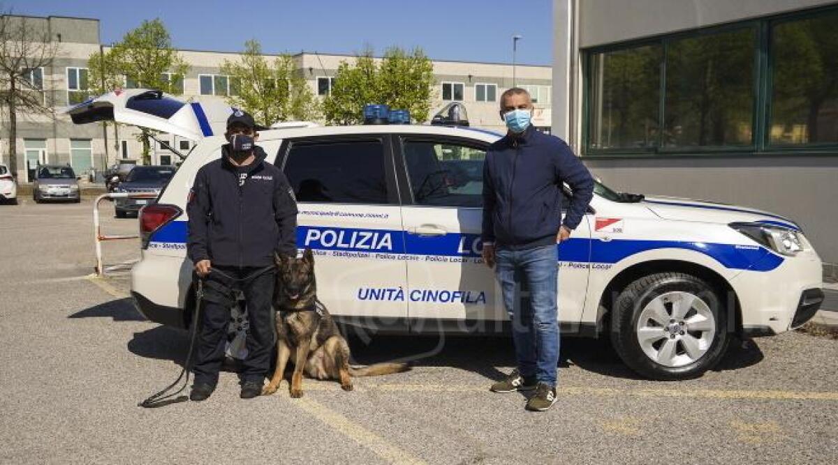 Arriva &quot;Dexter&quot;, il cane antidroga in dotazione alla Polizia Locale di Rimini - Immagine di repertorio